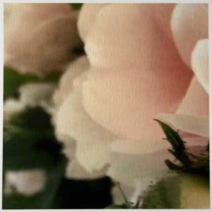 Peut inclure: Une vue en mise au point douce d'une fleur de rose rose pâle avec des pétales délicats et superposés. La fleur est positionnée à côté de feuilles vert foncé, avec une mise au point centrée sur la texture et les courbes claires des pétales.