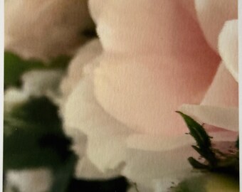 June's Rose