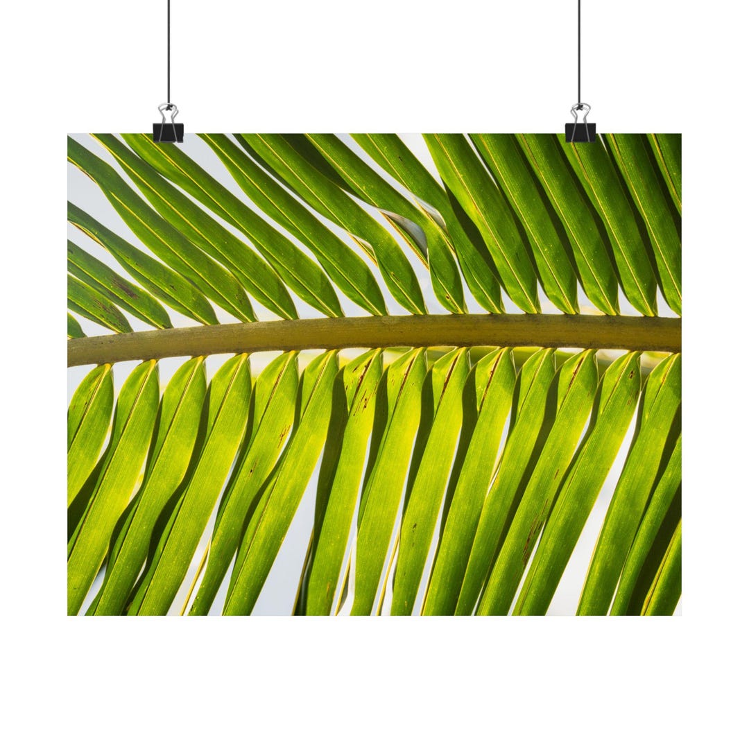 Palm Leaf Fine Art Print | Limited Edition Botanical Photography | Wall ...