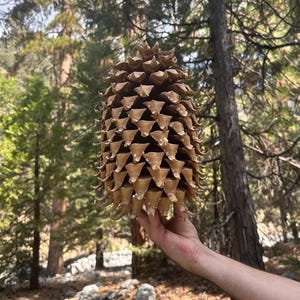 May include: A large, woody pine cone with a conical shape and numerous overlapping, pointed brown scales. The surface of the pine cone displays a textured, layered appearance with a natural matte finish, showcasing the intricate structure of the seed-bearing scales arranged in a spiral pattern around the central axis.