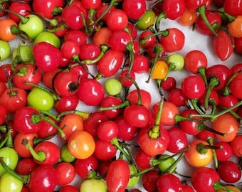 Semillas de chile Guyana Wiri Wiri - Picante de cultivo casero (50 semillas)