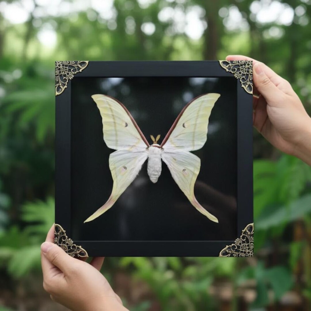 Luna Moth Taxidermy - Real Green Moon Moth Frame - Unique Gift for ...