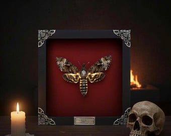 Falena Testa di Morto • Cornice personalizzata con vera falena Testa di Morto • Falena della Morte • Falena della Morte con cornice • Tassidermia di farfalle, decorazione murale di insetti