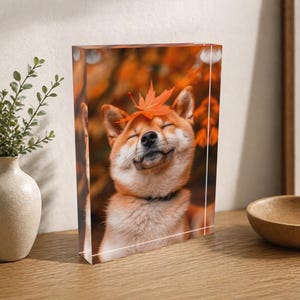 May include: A clear acrylic block featuring a Shiba Inu dog with closed eyes and a happy expression, wearing a red maple leaf on its head. The dog has orange and white fur and a black collar. The background is blurred with fall foliage.
