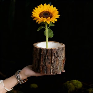 Könnte beinhalten: Eine leuchtend gelbe Sonnenblume mit dunkelbraunem Zentrum blüht aus einem rustikalen, zylindrischen Holztopf. Der Topf hat einen weißen Innenraum und eine strukturierte, rindenartige Außenseite. Der grüne Stiel und die Blätter der Blume bilden einen Kontrast zum dunklen Hintergrund.