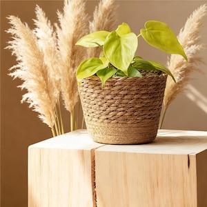 Peut inclure: Une plante en pot aux feuilles vert vif est placée dans un panier tressé. Le panier est posé sur un bloc de bois clair. De hautes herbes ornementales séchées sont en arrière-plan, créant une esthétique naturelle et neutre. Le pot mesure environ 15 cm de diamètre.