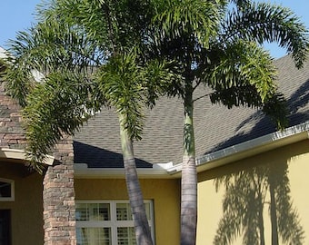 Foxtail Palm Tree ( Wodyetia Bifurcata) Tropical Landscape Palm 3GAL