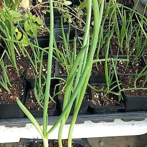 May include: A close-up of several small black square pots filled with soil and green plants. The foreground features a pot of green onion plants with long, slender green stalks. Other pots of various green plants are visible in the background.