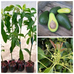 May include: A collage featuring avocado plants and ripe avocados. The plants are in small black pots with green leaves. The avocados are green with a brown seed, some are whole, and one is cut in half.