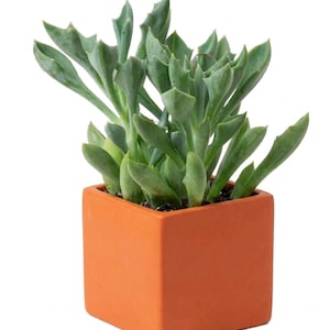 Senecio kleiniiformis - Spear Head Succulent (4 Pot)