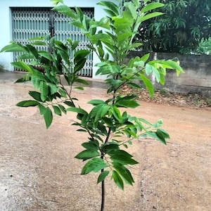 May include: A young tree with vibrant green leaves and a slender brown trunk. The tree is planted in a burlap sack and stands on a concrete surface. The leaves are a bright green color.
