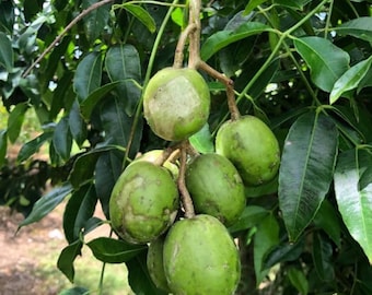 June Plum Dwarf-Ambarella Fruits-1 plant-Fresh Dwarf June Plums 5gal -ship in 3gal pot- No Ship to CA, HI