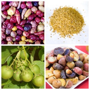 May include: A collage of images featuring various food items. Top left: a mix of colorful potatoes. Top right: a pile of golden bulgur wheat. Bottom left: green tomatoes on a vine. Bottom right: roasted potatoes.