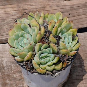 May include: A potted succulent plant with pale green leaves and a rosette shape. The plant is in a gray plastic pot, set against a weathered wooden surface. The leaves have yellowed tips, indicating sun exposure.