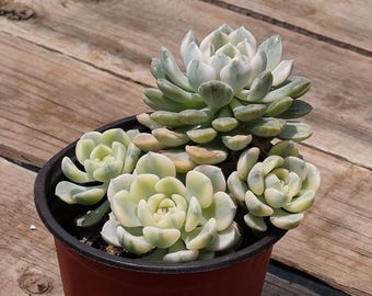 Echeveria 'Nicksana' Variegated, Rare Succulent, Live Plants