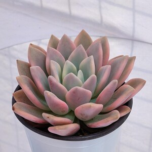 May include: A succulent plant with thick, fleshy, pointed leaves arranged in a symmetrical rosette pattern. The leaves display a gradient of soft pastel pink and pale green hues. The plant is potted in a simple, solid white plastic container.