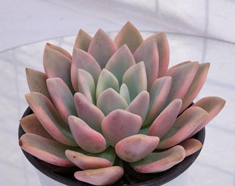 Graptoveria Opalina variiert, seltene Sukkulente, lebende Pflanzen