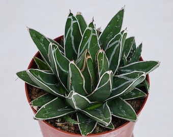 Agave Victoriae Reginae, Rare Succulent, Live Plants