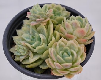 Echeveria Queen Rose Variegada, Suculenta Rara, Plantas Vivas
