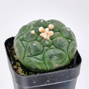 Op de afbeelding: Een groene, ronde cactus met een getextureerd oppervlak en kleine, lichtgekleurde plukjes, in een zwarte plastic pot. De cactus staat tegen een effen witte achtergrond, wat de unieke vorm en kleur benadrukt.