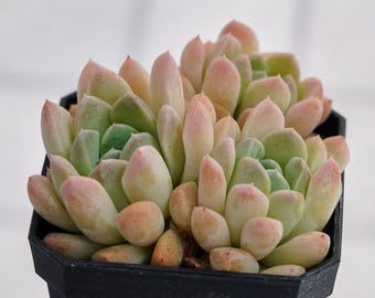 エケベリア・クリームビューティー、希少な多肉植物、生きた植物