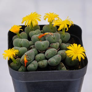 Conophytum bilobum - Etsy 日本