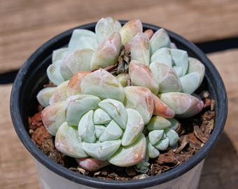 エケベリア アイスグリーン、希少多肉植物、生きた植物