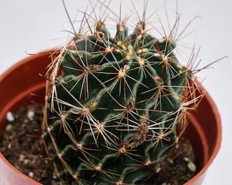 Echinocereus Russanthus, suculenta rara, plantas vivas