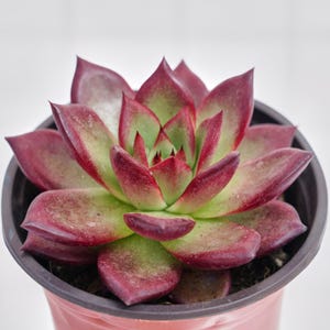 May include: A succulent plant with pointed, fleshy leaves arranged in a rosette pattern. The leaves feature a gradient of deep burgundy red at the tips and edges, transitioning to a light green color toward the center, potted in a dark container.