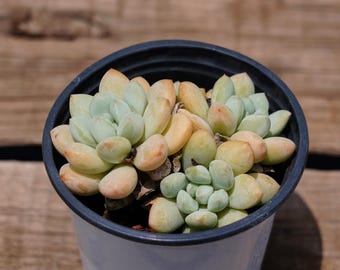 Serie Echeveria, suculentas raras, plantas vivas