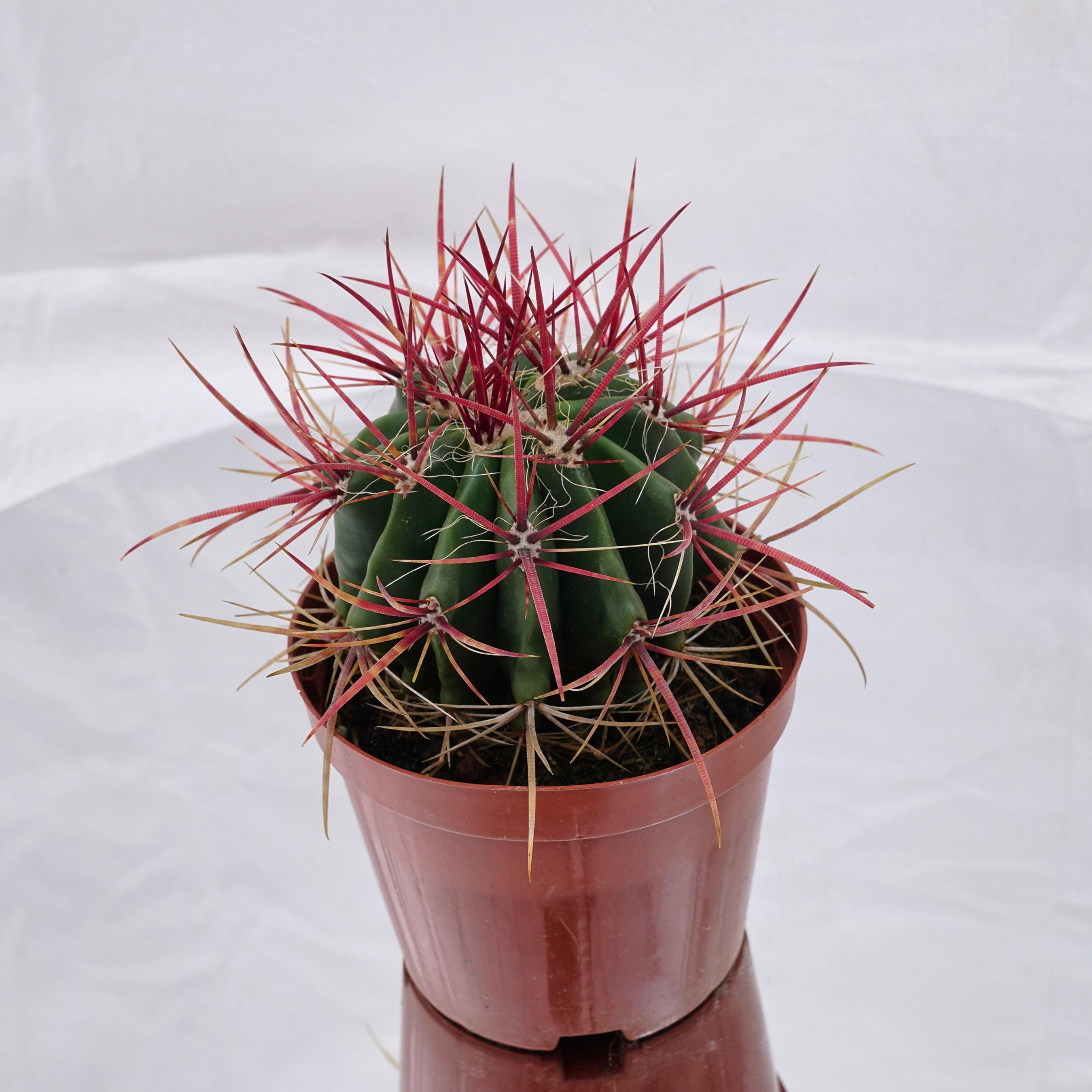 San pedro cactus plant - Etsy 日本
