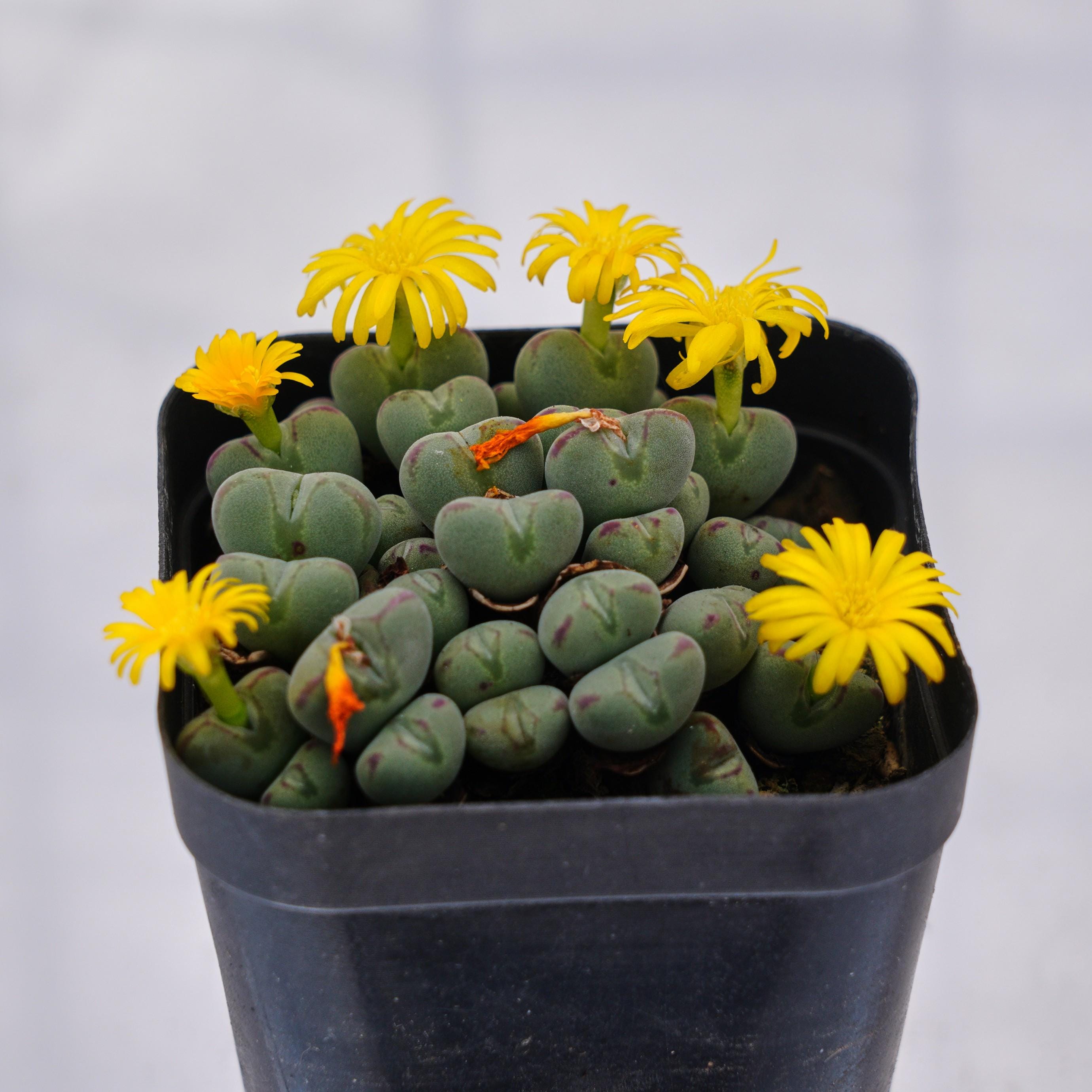 Conophytum bilobum - Etsy 日本
