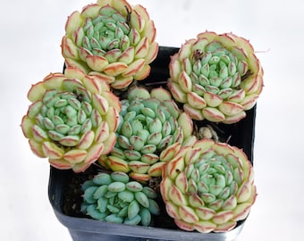 Echeveria Little Red Boat, succulenta rara, piante vive