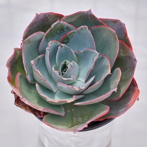 May include: Close-up of a succulent plant with thick, overlapping leaves. The leaves are a muted blue-green color with pinkish-red edges. The plant is in a black pot, and the background is a soft white.