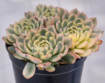 Echeveria Minima Variegated, Rare Succulent, Live Plants