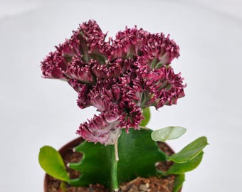 Euphorbia Lactea Cristata, Rare Succulent, Live Plants