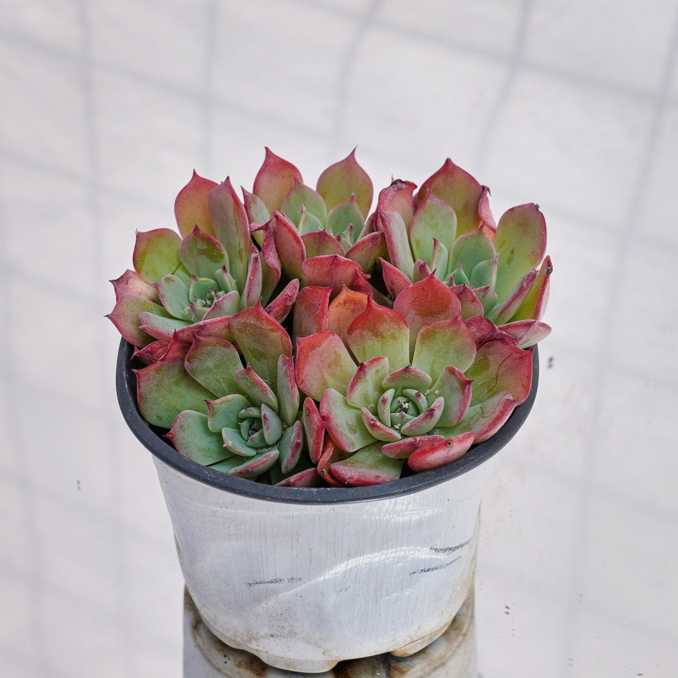 Echeveria laulensis - Etsy 日本