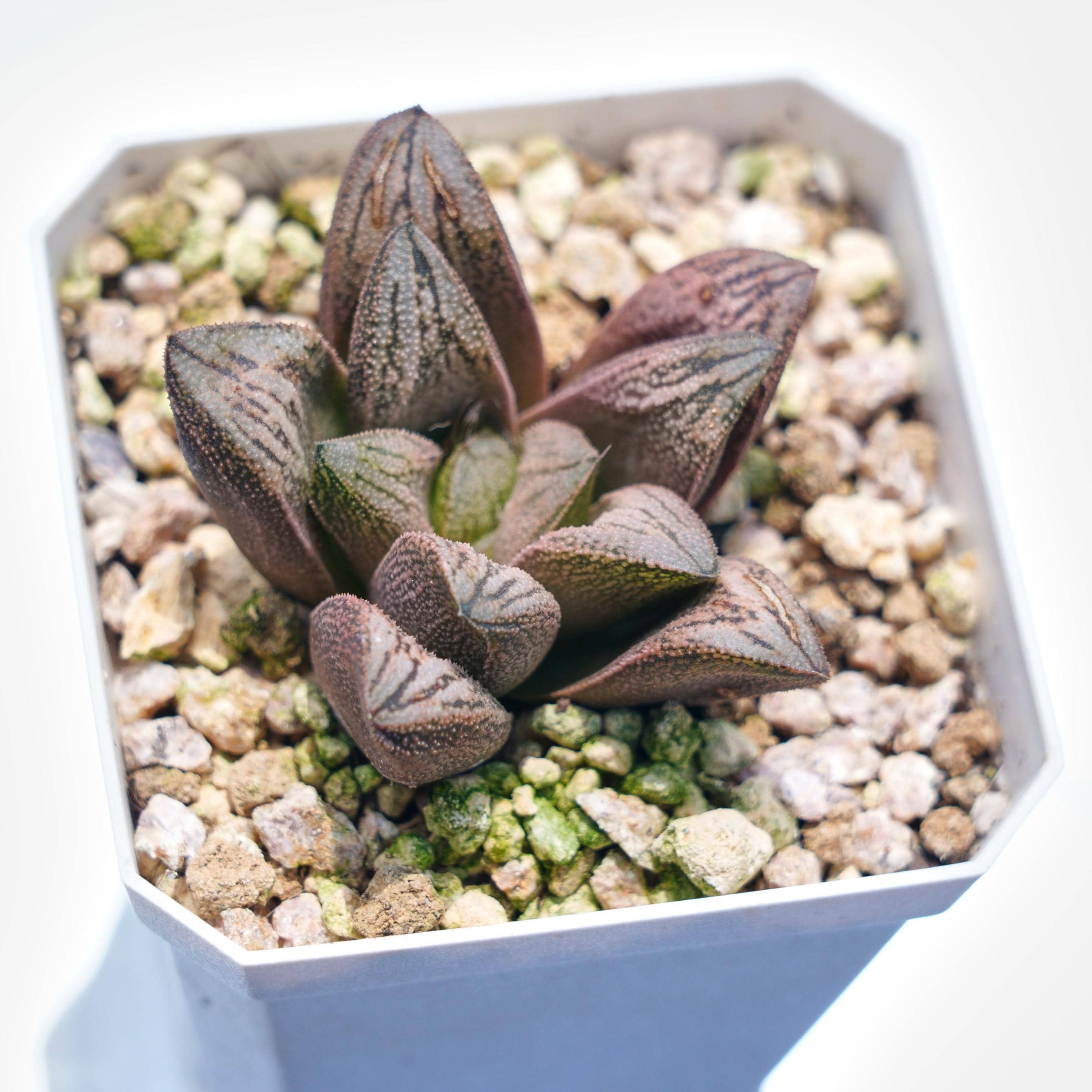Renny's Haworthia - Etsy