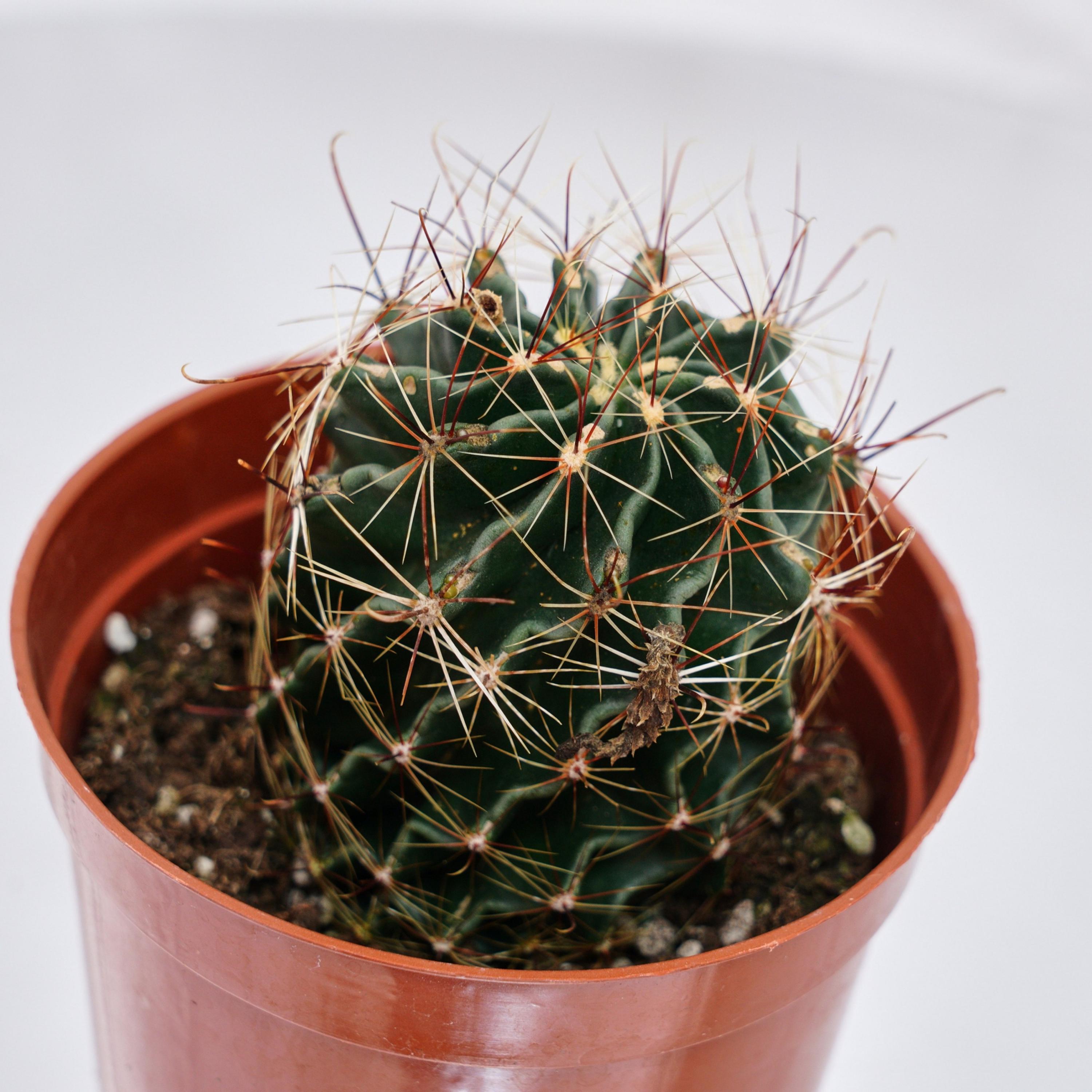Echinocereus Russanthus - Etsy