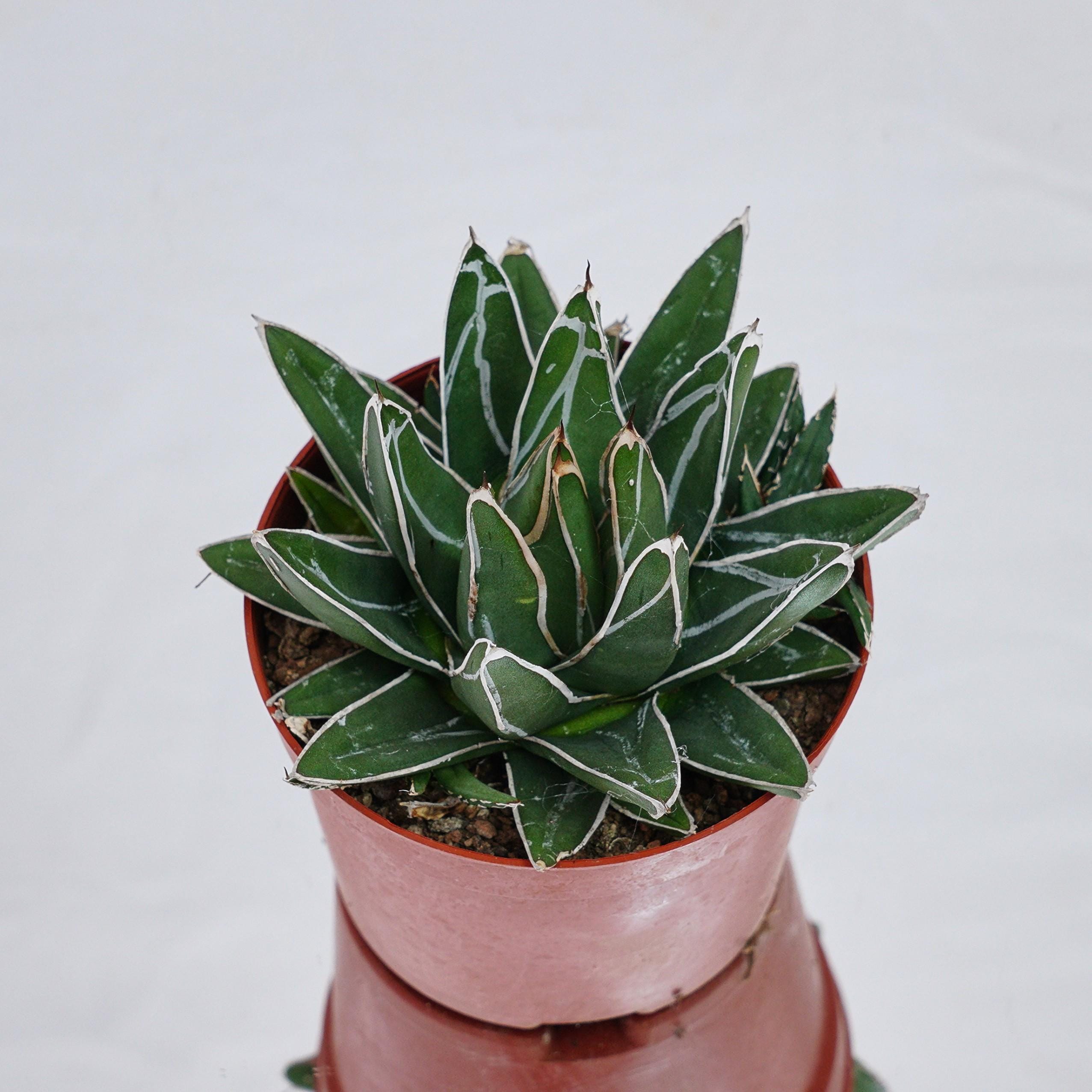Mangave Plant - Etsy