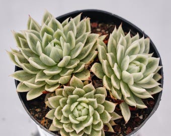 Echeveria Butterfly Variegated, Rare Succulent, Live Plants