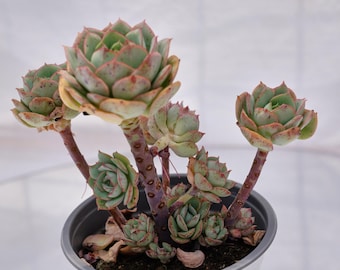 Echeveria Claudia Rose, Rare Succulent, Live Plants