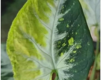 Syngonium Scrambled Eggs Variegated Plant