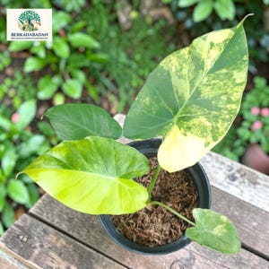 Peut inclure: Une plante Alocasia en pot présentant des feuilles en forme de cœur avec des motifs panachés de vert foncé, vert citron et jaune crème. La plante est placée dans un pot de pépinière noir rempli de terreau et de copeaux de bois.