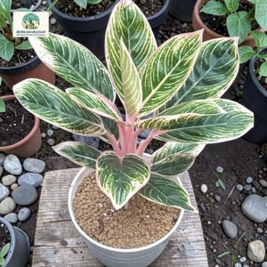 Aglaonema minion zeldzame plant - plant voor binnen en buiten Aroid tropische kamerplant nieuwe plant