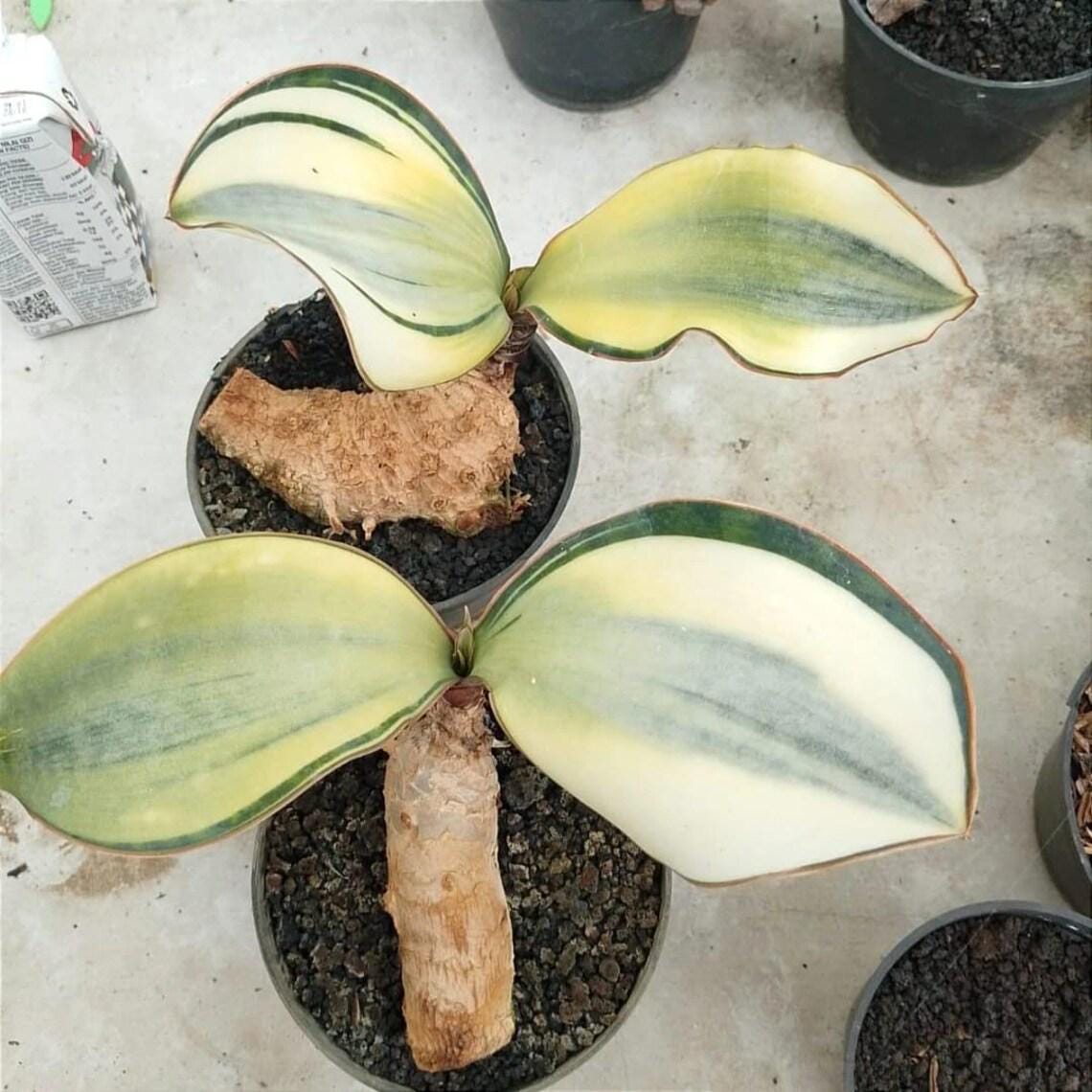 Hybrid sansevieria - Etsy 日本