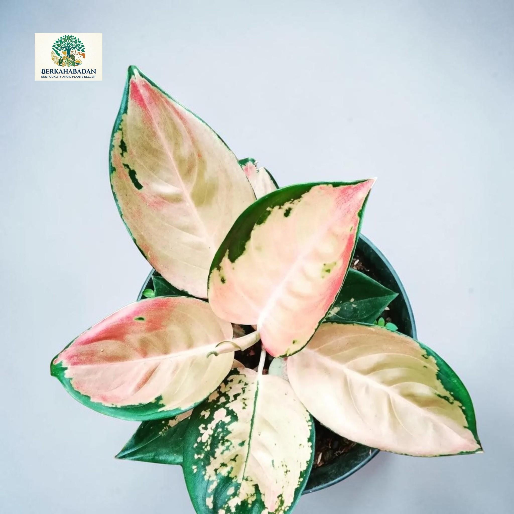 Aglaonema Hughes - Etsy