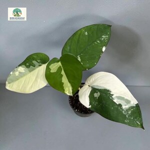 May include: A variegated houseplant in a small dark pot with three distinct heart-shaped leaves. The foliage displays a mix of deep green, light green, and creamy white patches in a marbled pattern. A logo with text BERKAHABADAN is visible.