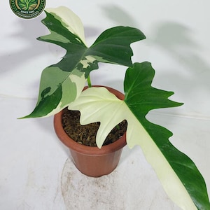 Pode incluir: Uma planta Philodendron Florida Beauty com folhas variegadas apresentando seções verde-escuras e branco-creme. A planta está em um vaso de plástico cor de terracota com terra. Um logotipo circular no canto diz JAYA PLANT SINCE 2017.