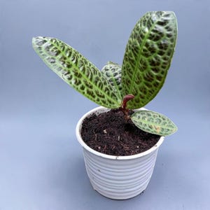 Peut inclure: Une plante en pot avec quatre feuilles larges et ovales présentant un motif de veines réticulées vert foncé et marron. La plante possède une tige rougeâtre et est plantée dans un pot en plastique blanc strié rempli de terreau brun.